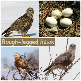 Rough-legged Hawk